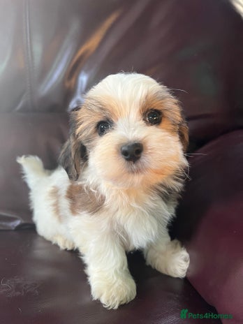 Havanese dogs Two Havanese boys - Advert 7
