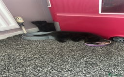 Mixed Breed cats for sale: Black tabby kittens for sale - Image 6