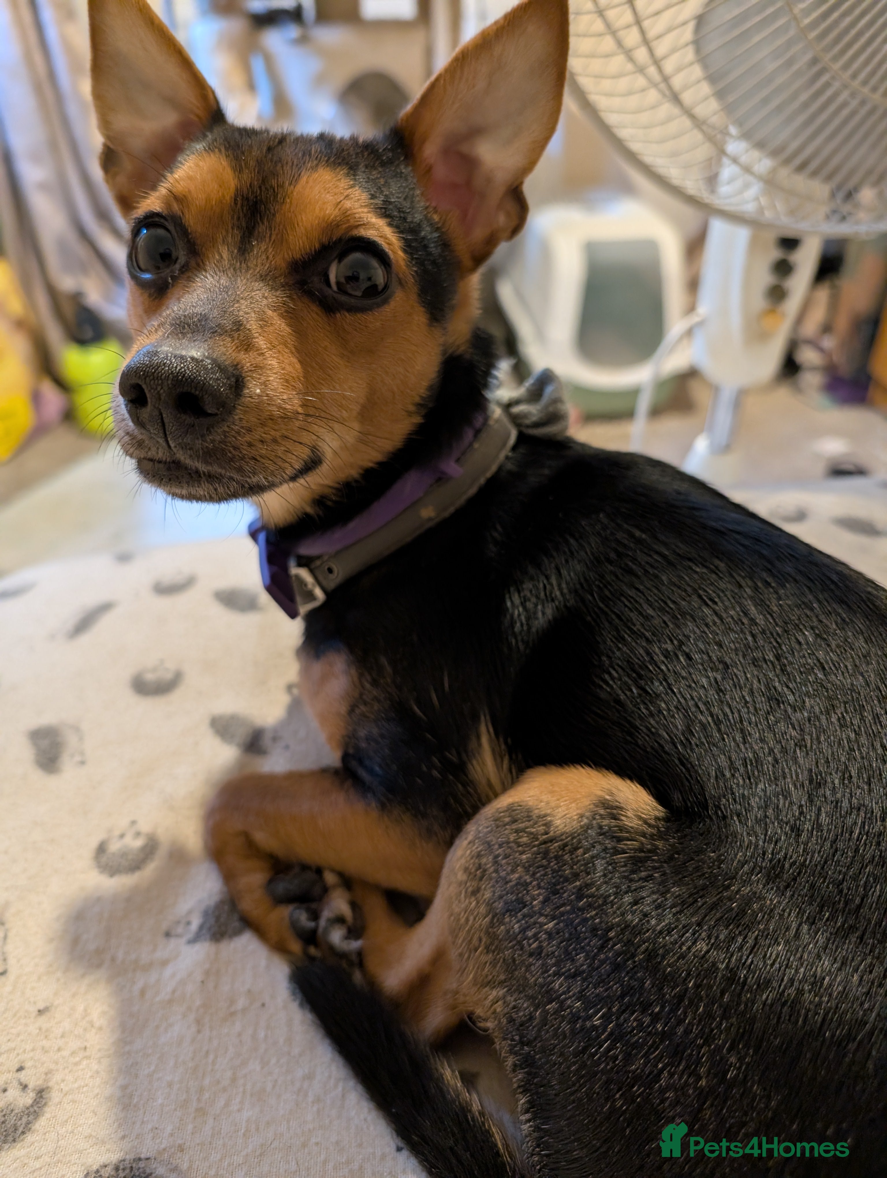 Mixed Breed dogs This is max - Advert 8