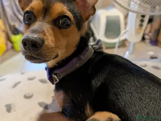 Mixed Breed dogs This is max - Advert 8