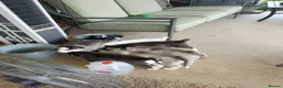Siberian Husky dogs for sale: Excellent Siberian Husky puppies in Dudley - Advert 4