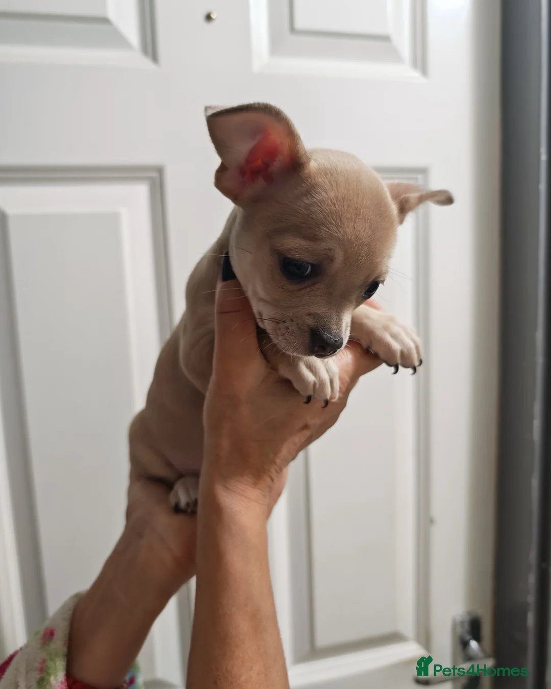 Chihuahua dogs for sale: Chihuahua puppys - Advert 26