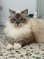 Ragdoll cats - Advert 10