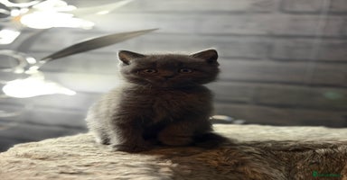 British Shorthair cats - Advert 11