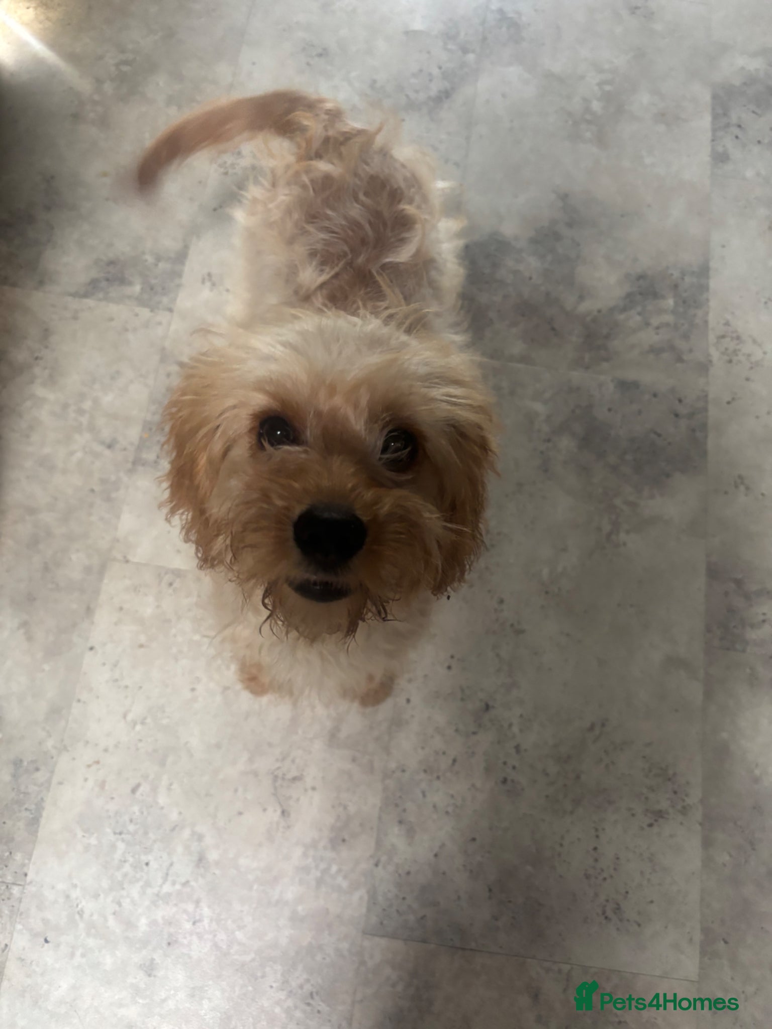 Cavapoo dogs F1 health tested Cavapoos unique merles/red/blacks - Advert 1