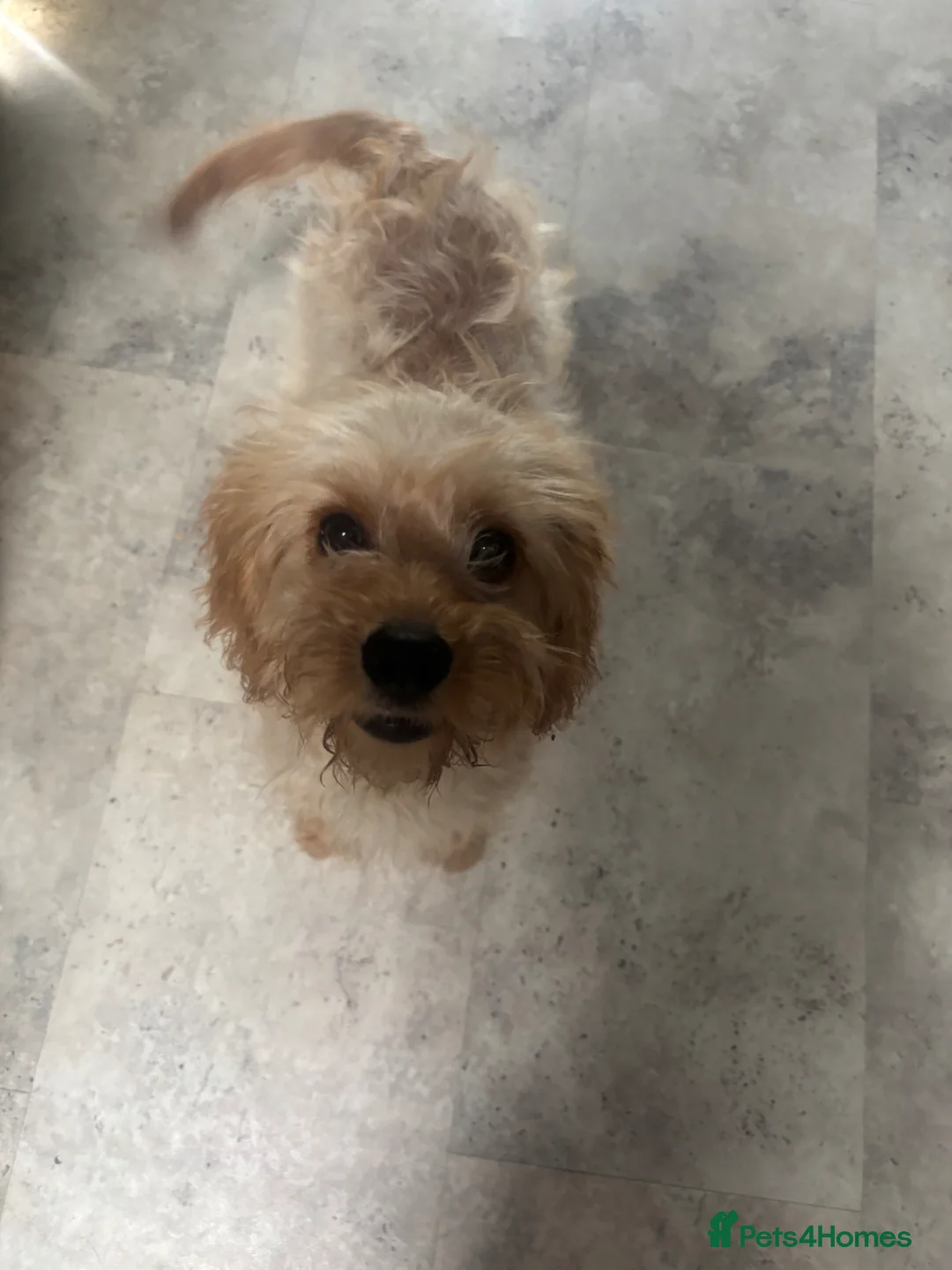 Cavapoo dogs for sale: F1 health tested Cavapoos unique merles/red/blacks - Advert 1