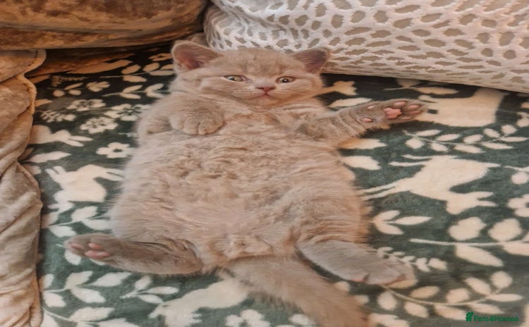 British Shorthair cats  Gccf British shorthair kittens champion lines 🏆 - Advert 10