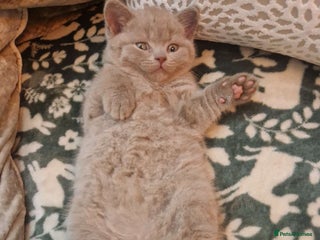 British Shorthair cats Gccf British shorthair kittens champion lines 🏆 - Advert 4