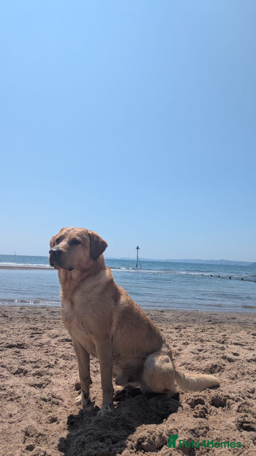 Labrador Retriever dogs for stud: Family Labrador to Stud - Advert 8