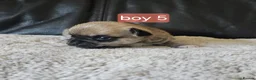 Chihuahua dogs for sale: 5 chiuaua baby boys - Advert 6