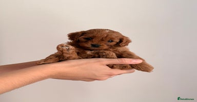 Cavapoo dogs - Advert 2