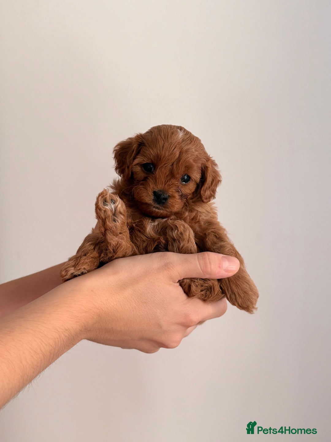 Cavapoo dogs for sale: Premium F1B Toy Red Cavapoo - 2 LEFT - Image 3
