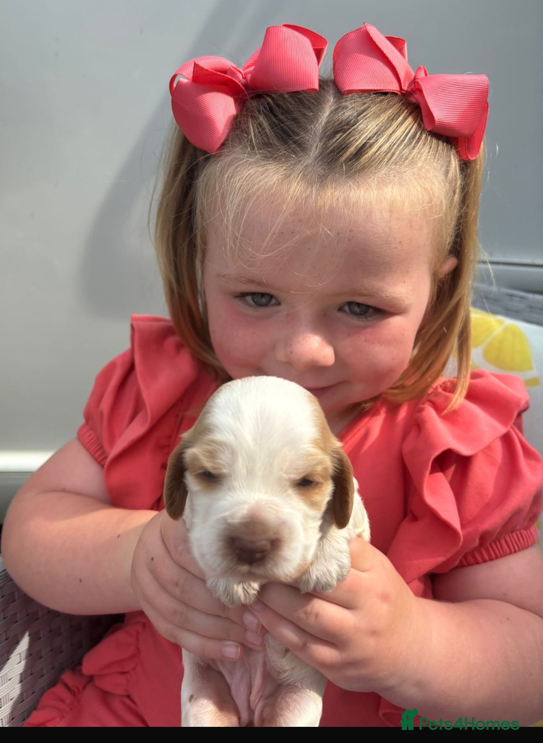 Cocker Spaniel dogs for sale: ⭐️ 5 star litter ⭐️ - Image 3