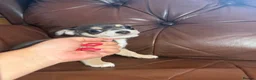 Chihuahua dogs for sale: Chihuahua puppies  - Advert 10