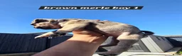Pug dogs for sale: 5 Georgous Pug puppies  - Advert 11