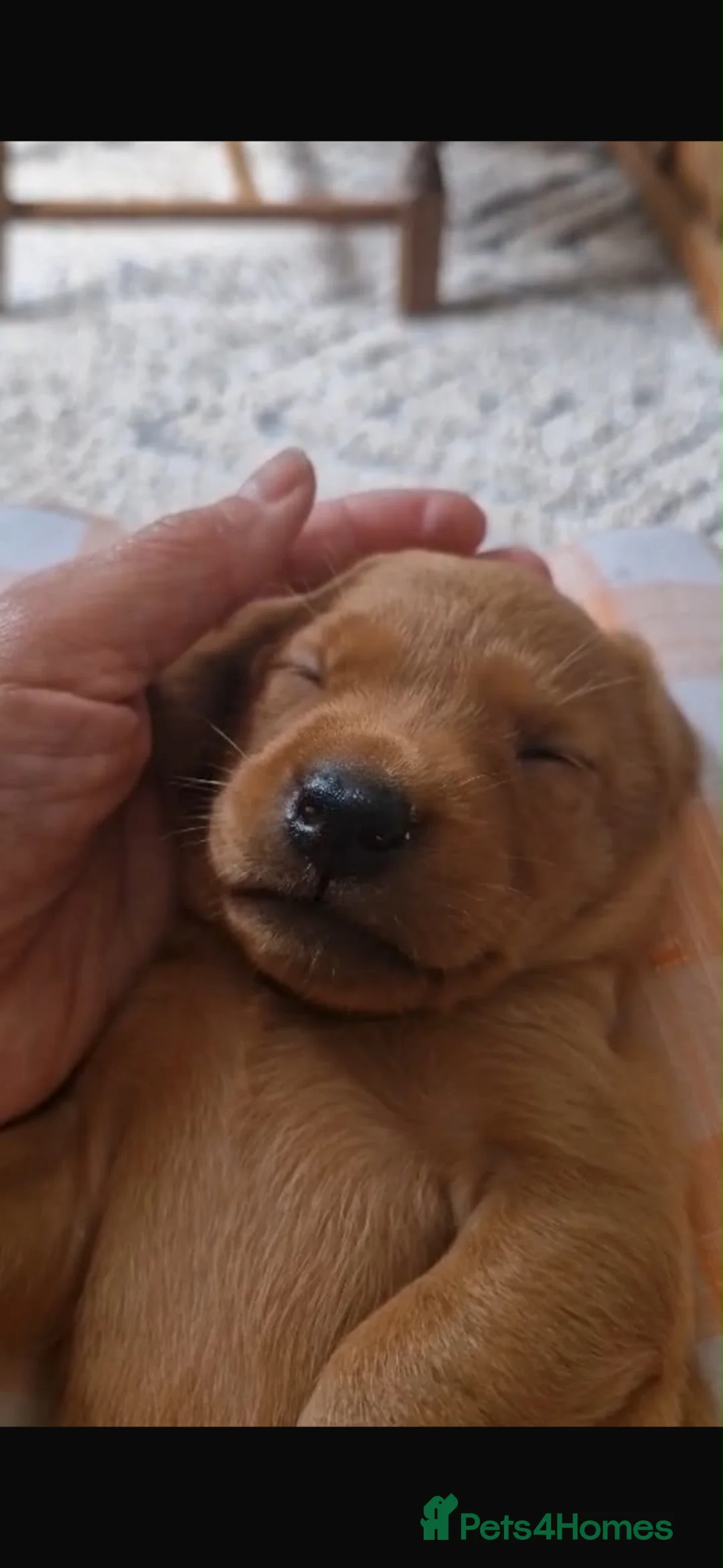 Labrador Retriever dogs for sale: Fox red labrador puppies  - Advert 10