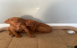 Hungarian Vizsla dogs for sale: Hungarian Vizsla puppies   - Image 14
