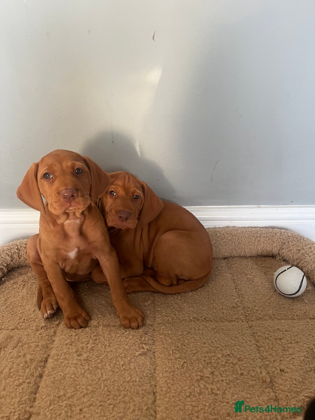 Hungarian Vizsla dogs for sale: Hungarian Vizsla puppies   - Image 14