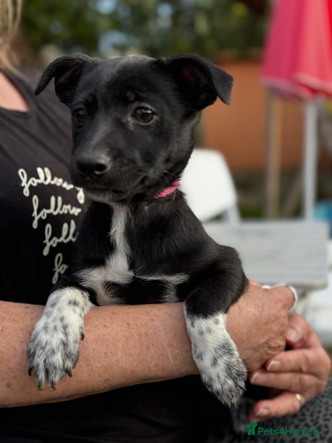 Mixed Breed dogs for adoption: ISSY, a Lovely little puppy girl for a Loving Home - Image 4