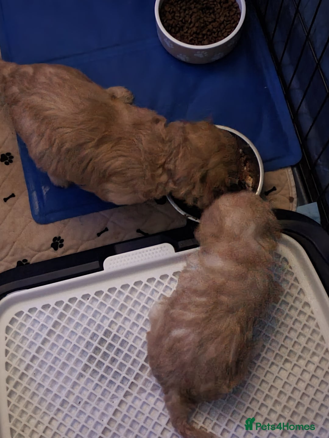 Mixed Breed dogs for sale: Beautiful red and fawn colour Cavapoochons pups - Advert 10