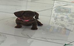 Miniature Dachshund dogs for sale: Miniature dachshund - Image 5
