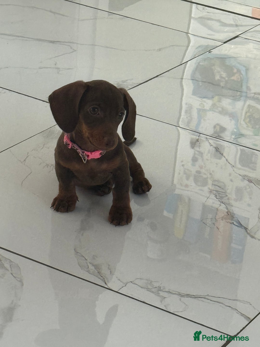 Miniature Dachshund dogs for sale: Miniature dachshund - Image 5