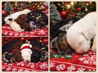 Cavapoo dogs STUNNING FULLY HEALTH TESTED F1B CAVAPOO - Advert 8