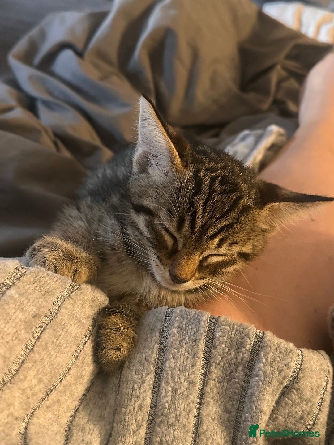 Savannah cats for sale: Savannah Kittens - Image 7