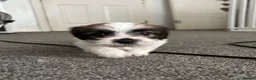 Mixed Breed dogs for sale: 4 gorgeous mini shih tzu x jack russels - Advert 23