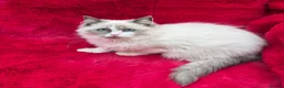 Ragdoll cats for sale: GCCF Registered Ragdoll Kittens  - Advert 26