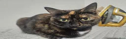 Mixed Breed cats for sale: CHONKY IN NEED OF A GOOD HOME - Advert 4