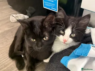 Mixed Breed cats Fluffy black and white kitten - Advert 4
