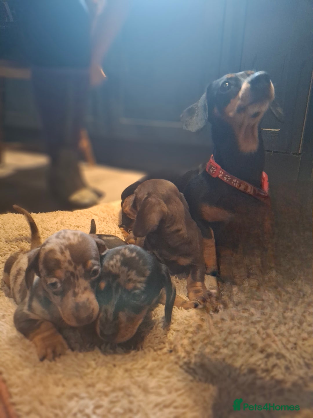 Miniature Dachshund dogs for sale: Miniature smooth haired dachshund  - Image 5