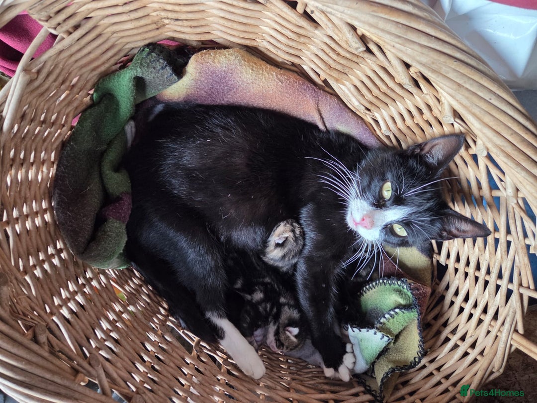 Mixed Breed cats for sale: Beautifully marked kittens - Image 4