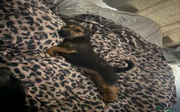 Border Terrier dogs for sale: All the hard work completed  - Image 2