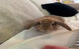 Mixed Breed rabbits for sale: Boy and girl rabbit  - Image 3