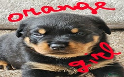 Rottweiler dogs for sale: Pure breed Rottweiler  - Image 5