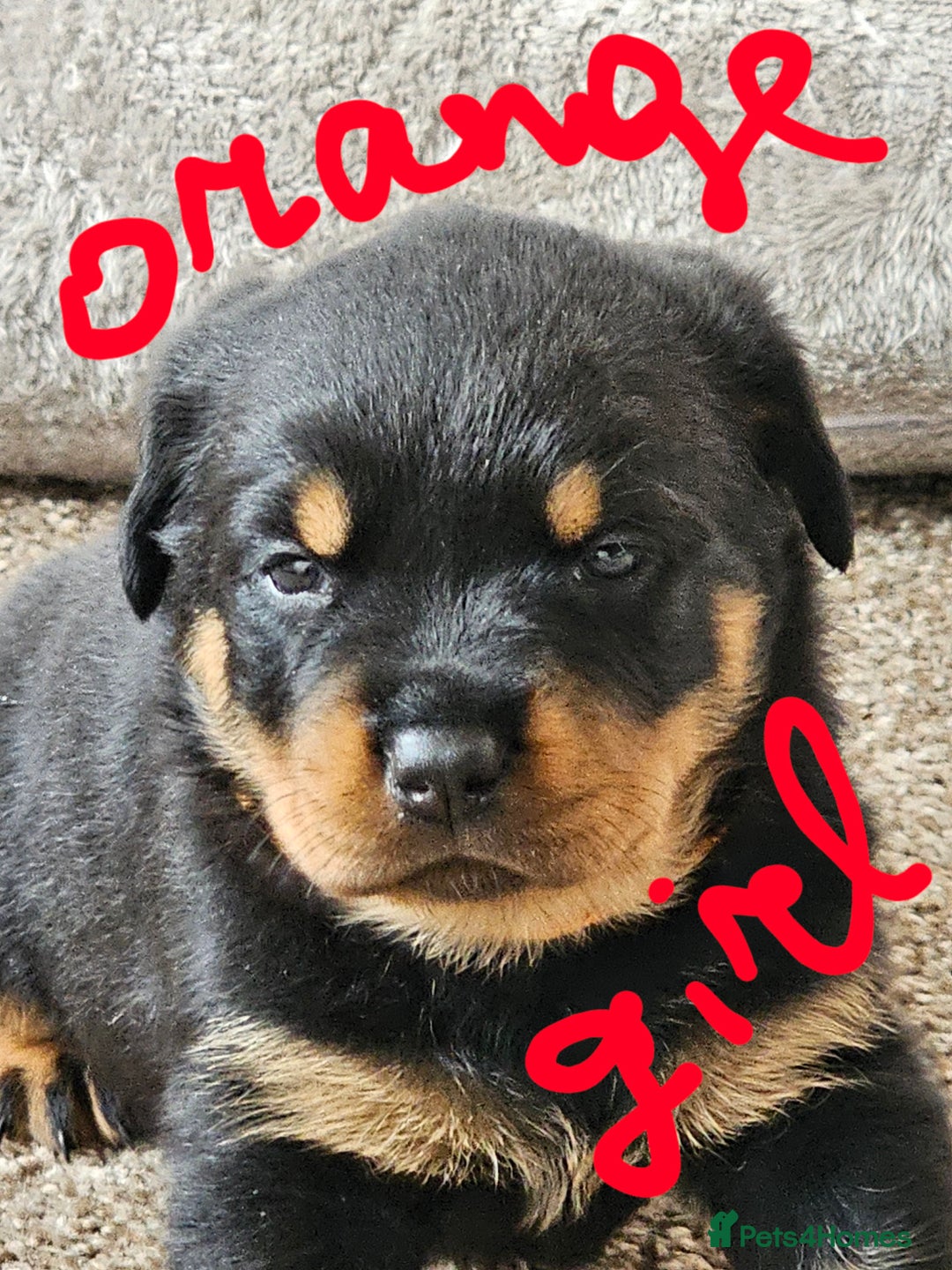 Rottweiler dogs for sale: Pure breed Rottweiler  - Image 5