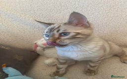 Bengal cats for sale: OUTSTANDING TICA reg BENGAL KITTENS - Advert 12