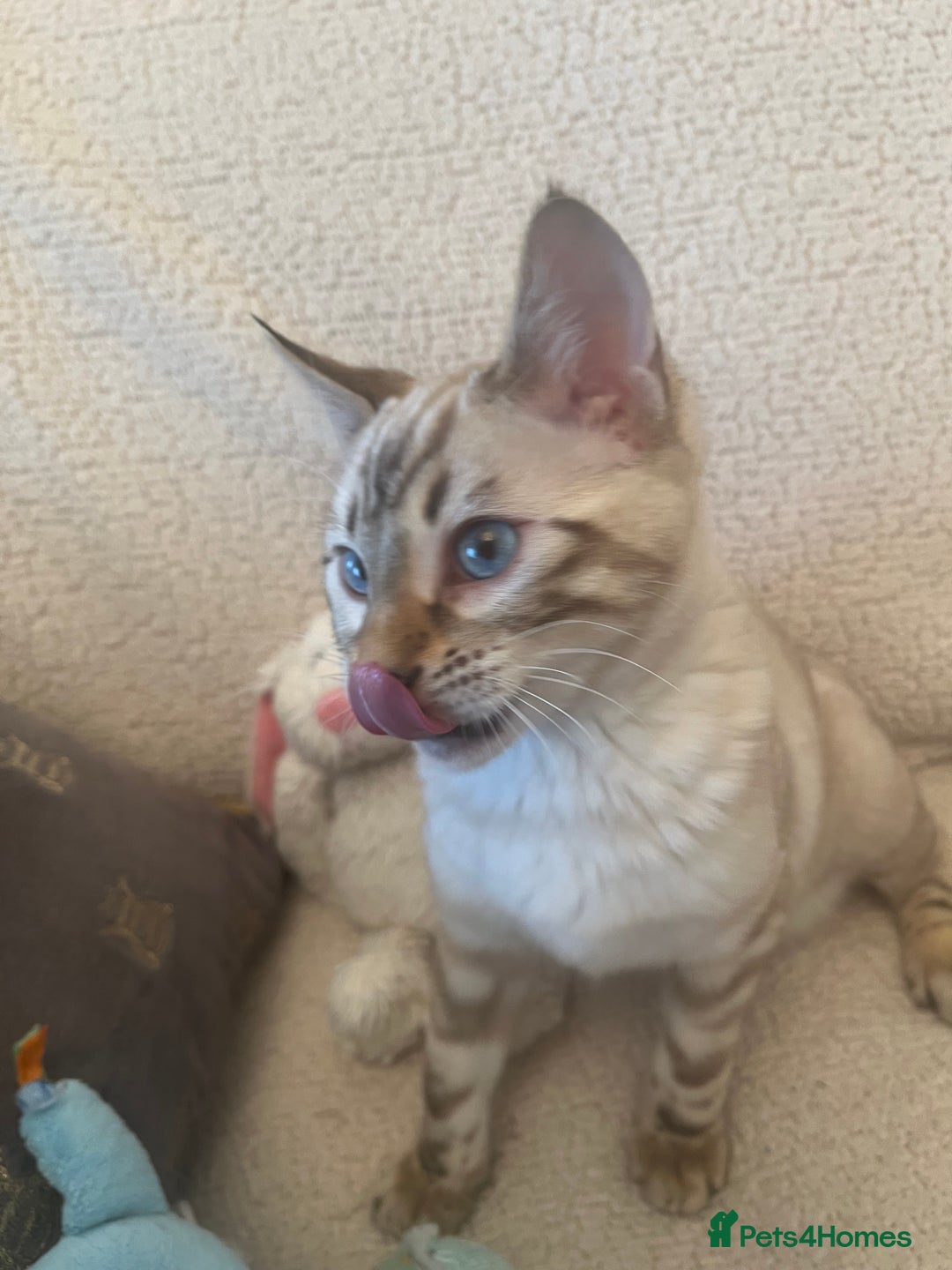 Bengal cats for sale: OUTSTANDING TICA reg BENGAL KITTENS - Advert 12