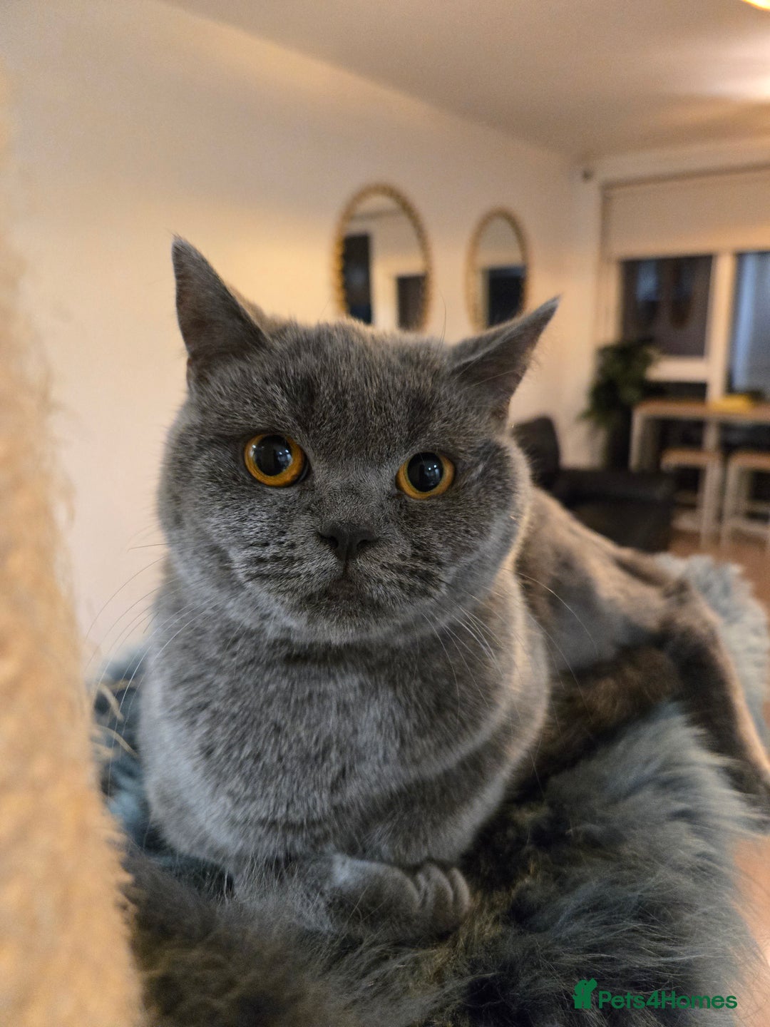 British Shorthair cats for sale: Blue British shorthair 9 months old £400 - Advert 1