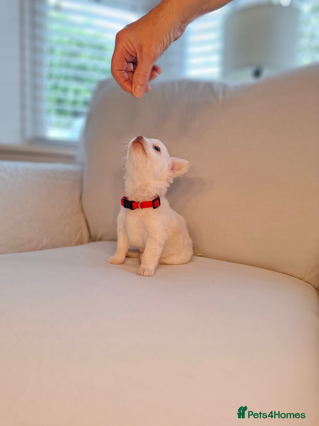 Chihuahua dogs for sale: Chihuahua puppies for sale - Image 12