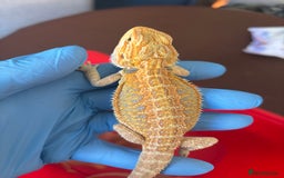 Bearded Dragon reptiles for sale: Baby bearded dragons  - Image 11