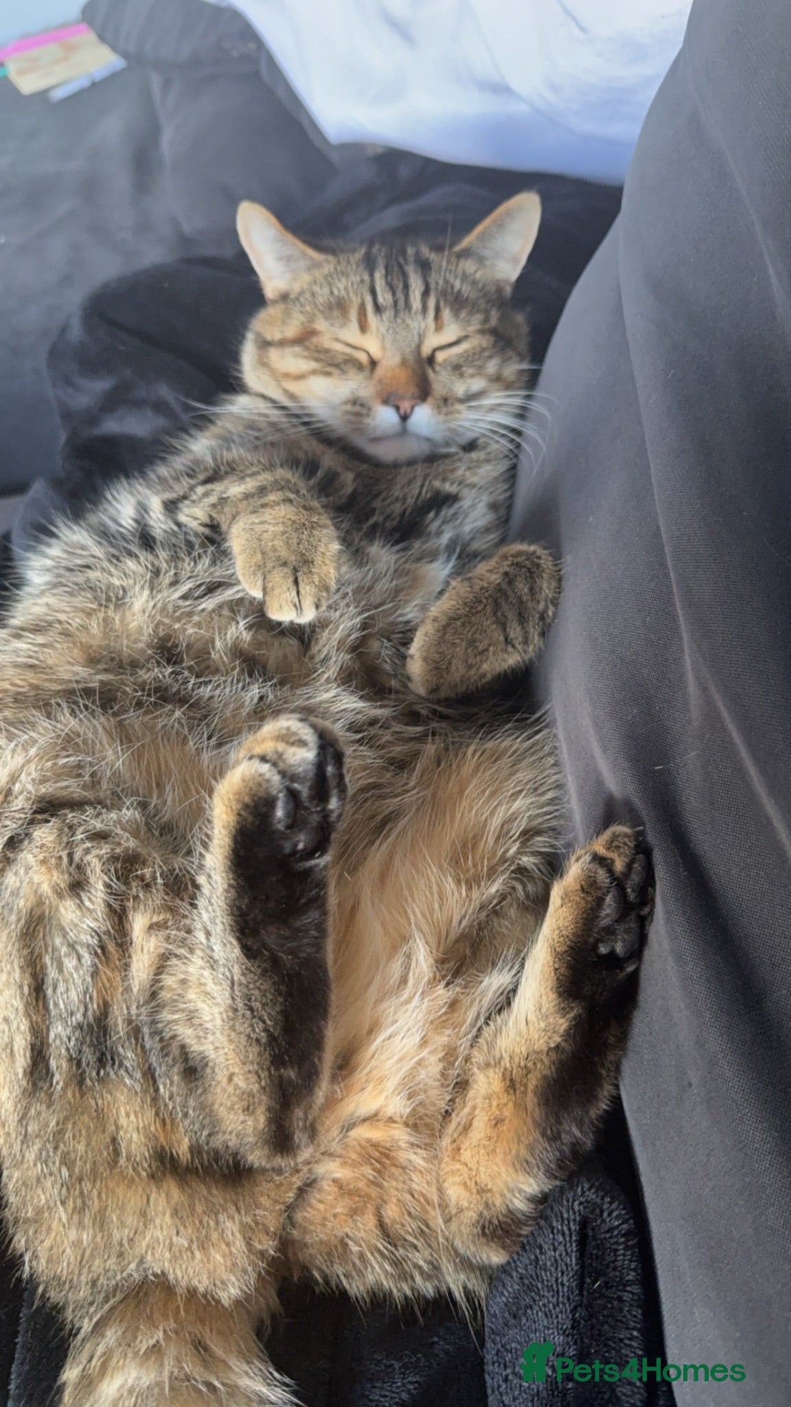 Domestic Shorthair cats Short hair tabby  - Advert 16