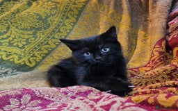 Mixed Breed cats for sale: Five adorable kittens for sale.  - Advert 4