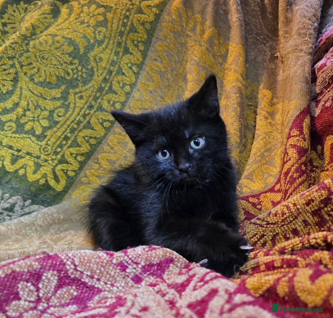 Mixed Breed cats for sale: Five adorable kittens for sale.  - Advert 4