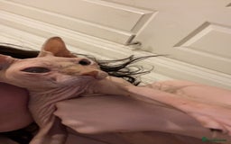 Sphynx cats for sale: Female sphynx cat  - Image 2