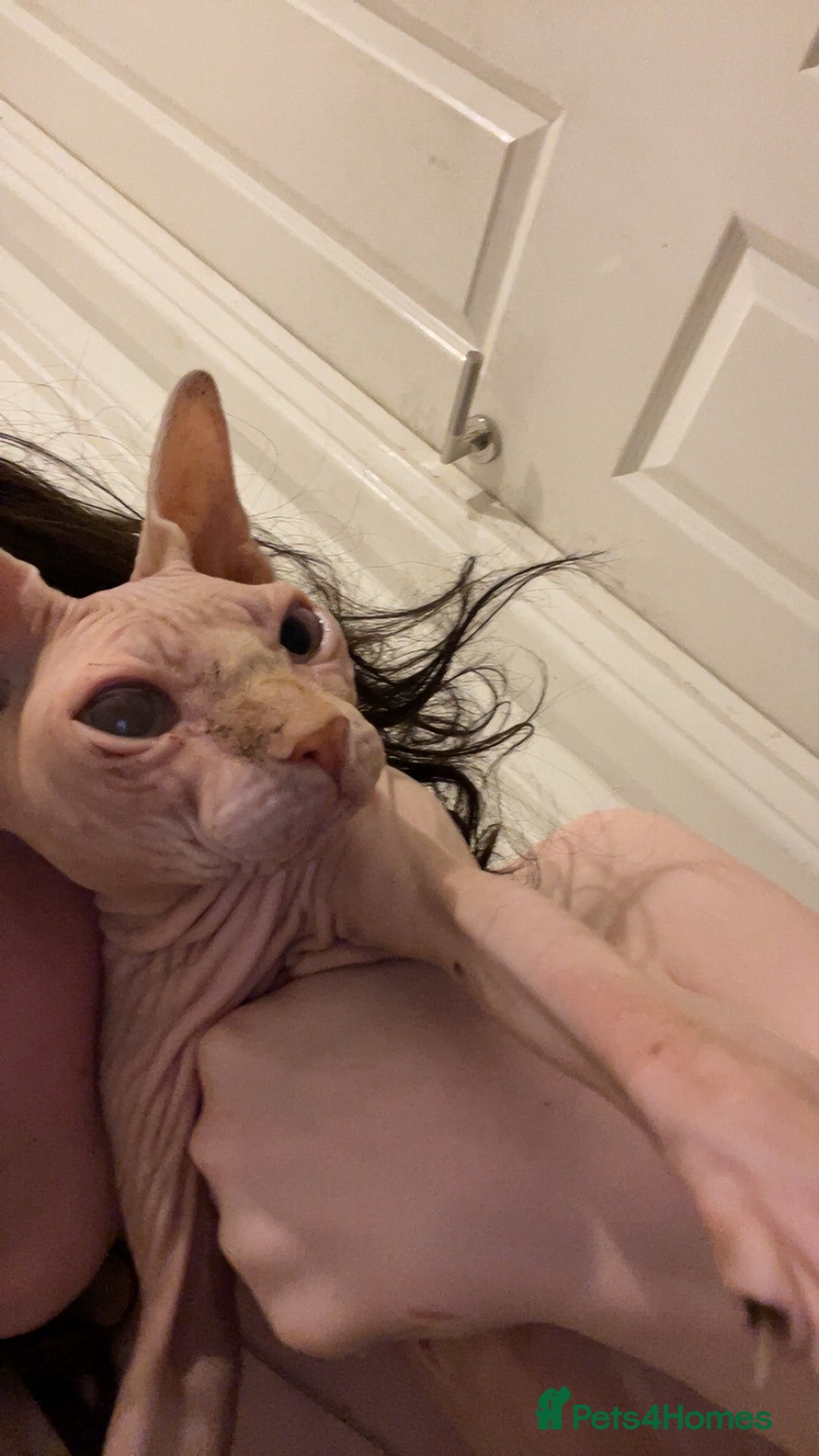 Sphynx cats for sale: Female sphynx cat  - Image 2