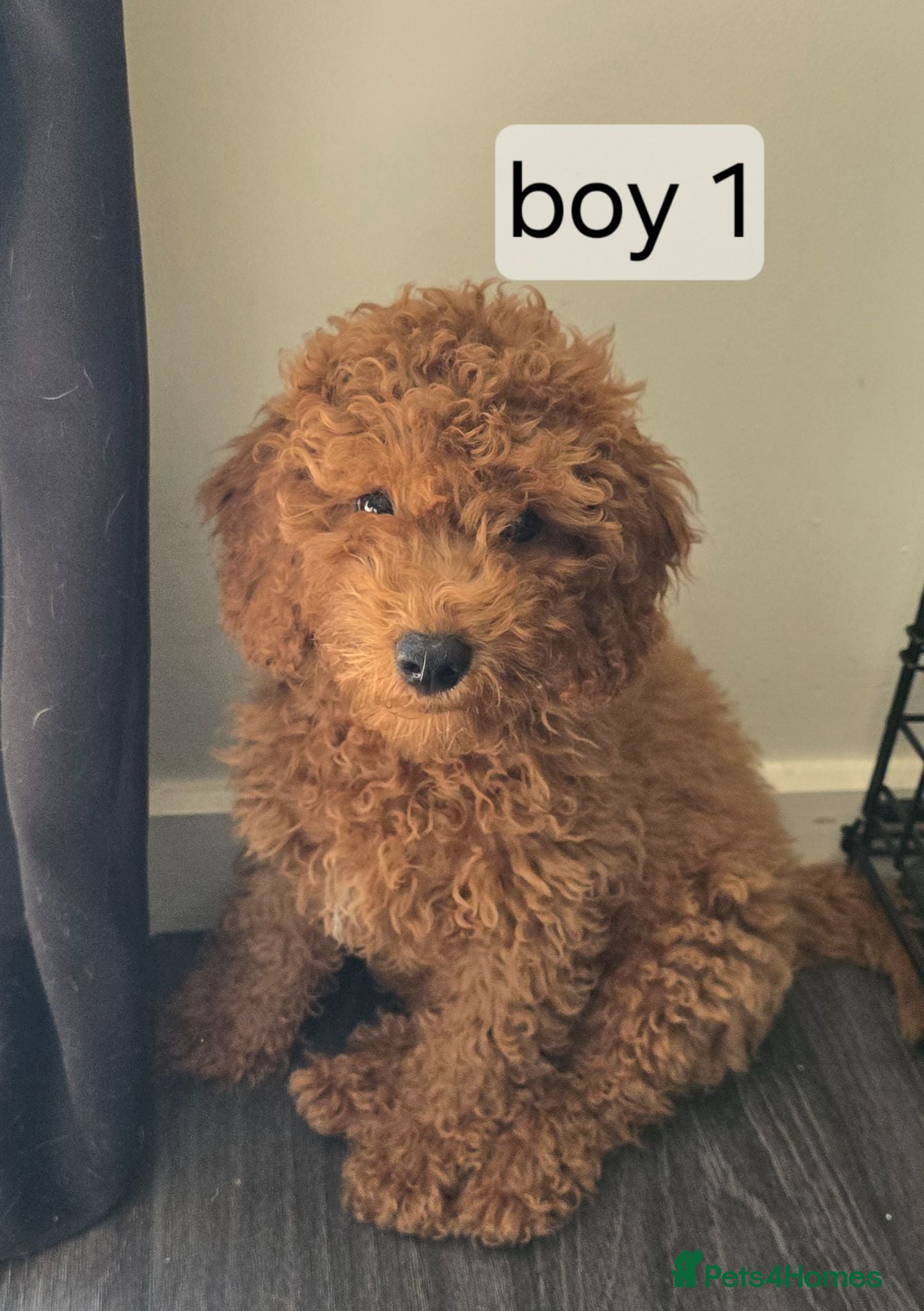 Cavapoo dogs BOYS ONLY cavapoo pups ready to leave  - Advert 2