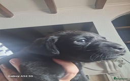Labrador Retriever dogs for sale: Pedigree Black labrador pups  - Image 2